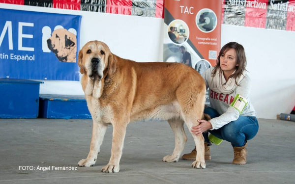 Clace Abierta Machos - Open Class Males - Luarca, Asturias, Spain 21.11.2015
Keywords: 2015