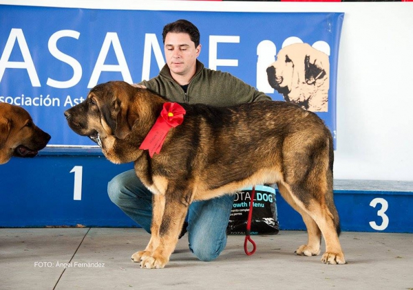 Clase Cachorros - Puppy Class - Luarca, Asturias, Spain 21.11.2015
Keywords: 2015