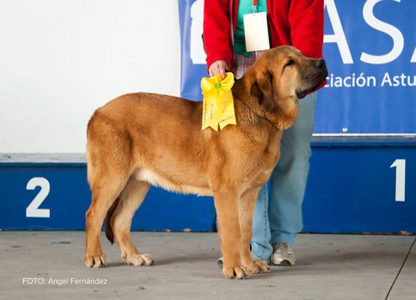 Clase Cachorros - Puppy Class - Luarca, Asturias, Spain 21.11.2015
Keywords: 2015