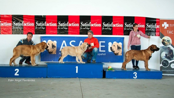 Clase Muy Cachorros - Young Puppy Class - Luarca, Asturias, Spain 21.11.2015
Keywords: 2015