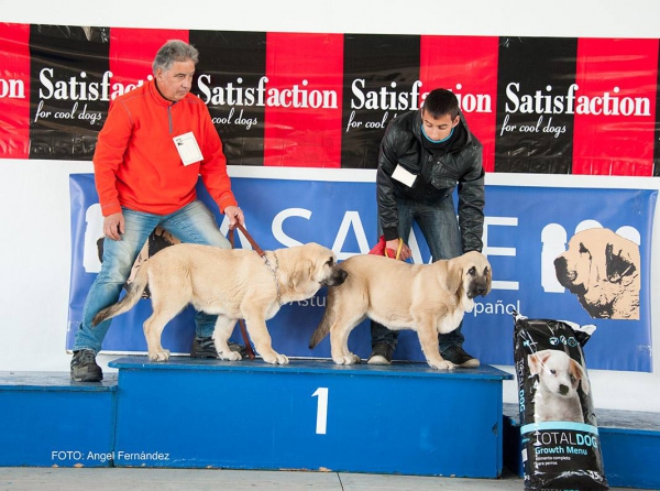 Clase Muy Cachorros - Young Puppy Class - Luarca, Asturias, Spain 21.11.2015
Trefwoorden: 2015