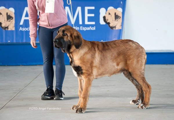 Clase Muy Cachorros - Young Puppy Class - Luarca, Asturias, Spain 21.11.2015
Keywords: 2015