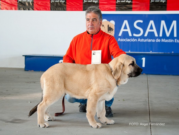 Clase Muy Cachorros - Young Puppy Class - Luarca, Asturias, Spain 21.11.2015
Keywords: 2015