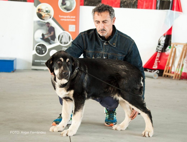 Clase Muy Cachorros - Young Puppy Class - Luarca, Asturias, Spain 21.11.2015
Keywords: 2015