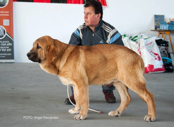 Clase Muy Cachorros - Young Puppy Class - Luarca, Asturias, Spain 21.11.2015
Keywords: 2015