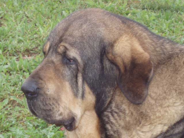 Boria - mother of 'Anaise' puppies born 20.12.2011



Keywords: head portrait anaise