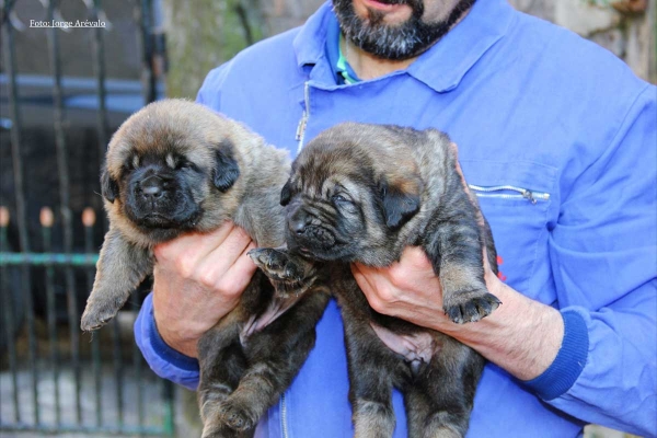 Puppies from La Portiecha
Photo added by Jorge Arevalo
Keywords: portiecha