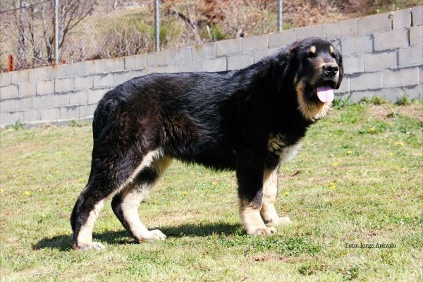 Cachorro de Filandón
Tango de Filandón x Brenda de Filandón

Photo added by Jorge Arevalo

Keywords: filandon