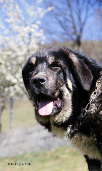 Cachorro de Filandón
Tango de Filandón x Brenda de Filandón

Photo added by Jorge Arevalo
Keywords: filandon