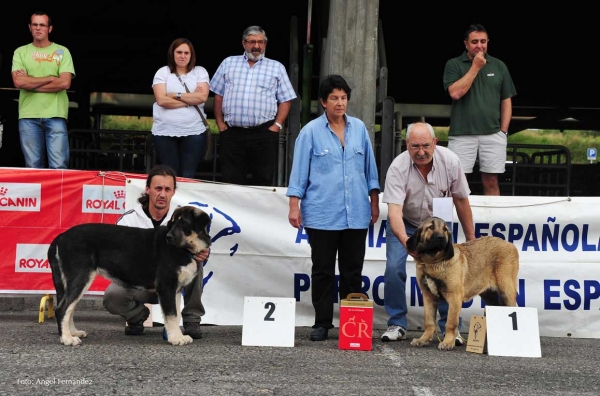 Cachorros Hembras / Puppy Females - Pola de Siero 14.07.2012
Keywords: 2012