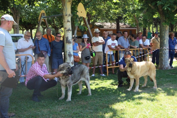 Puppy Class Males, Veguellina de Órbigo 29.08.2017
Keywords: 2017