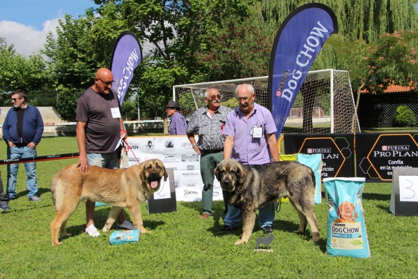 1. Oso de Autocan, 2. Julius - Clase Cachorros Machos,  Veguellina de Órbigo 28.07.2018 
Keywords: 2018