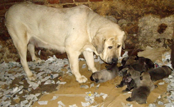 Babiana de Babia and her puppies
Terry x Babiana de Babia 
10.09.2007   

Keywords: puppyspain puppy cachorro