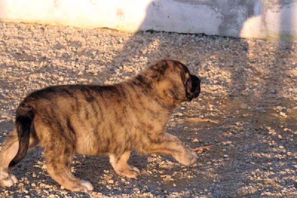 Caco De Pizarra
(Moroco de Fuente Mimbre X Bruja de Fuente Mimbre)
Born: 15.01.2007
Keywords: puppyspain puppy cachorro pizarra