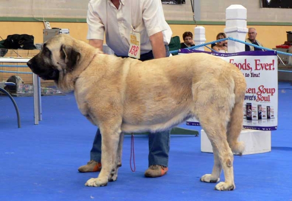 Cala de Autocan - Exc. 1 - Intermediate Class Females - International Show, Asturias, Spain, 31.07.2005
(Ch. Ron de Autocan x Dama II de Autocan) 
Breeder & owner: Isidro García  

Keywords: 2005 autocan