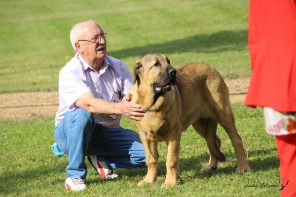 Muy cachorro hembra: Cala de Autocan - XXXVIII Monográfica Nacional AEPME - Gordoncillo, Leon 08.09.2018
Keywords: 2018 autocan