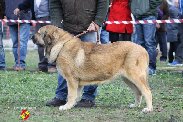 Camila de Fuente Mimbre: 2ª Intermediate Class Females - Mansilla de las Mulas 09.11.2014
Keywords: 2014