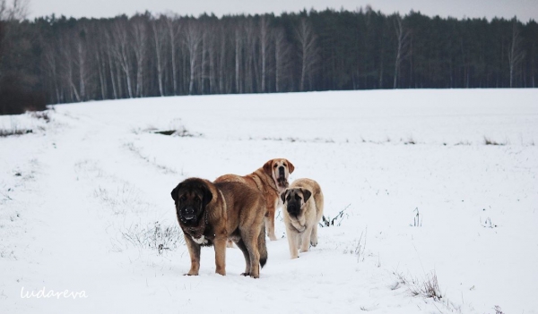 Carbonero de Montes Almedia, Blanca Mastifalco, Kimikanka Lu Dareva
Keywords: snow nieve ludareva