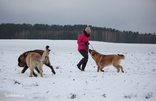 Carbonero de Montes Almedia, Blanca Mastifalco, Kimikanka Lu Dareva
Keywords: snow nieve ludareva