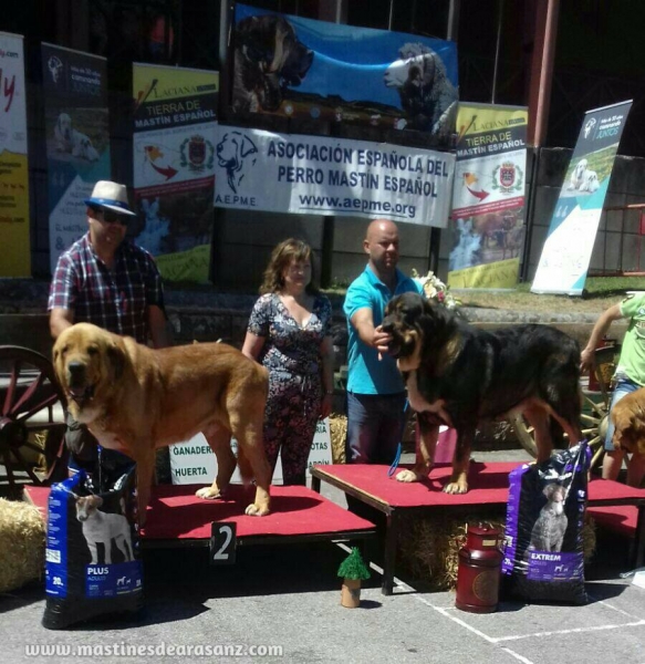 Cardenal de Arasanz: EXC 2° Open Class Males - Villablino, Spain 05.08.2017 (AEPME)
Keywords: 2017 arasanz