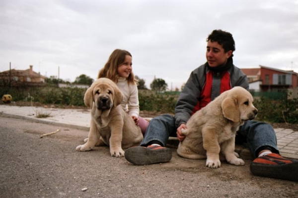 Carlos y Eva con Alonso y LLuna (2 meses)
(Zagal de Laciana x Trufa de Trashumancia) 
Born: 31.10.2005  

Keywords: kids puppy cachorro