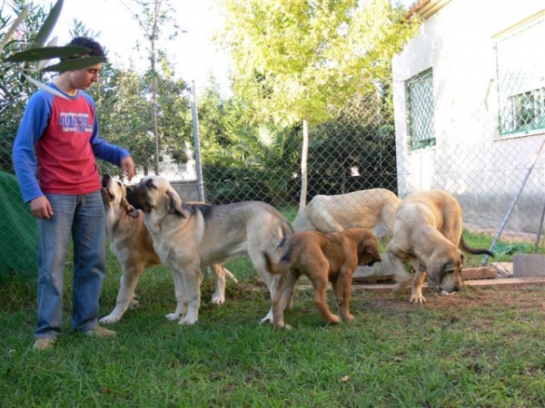 Carlos con cachorros
Keywords: kids puppy cachorro