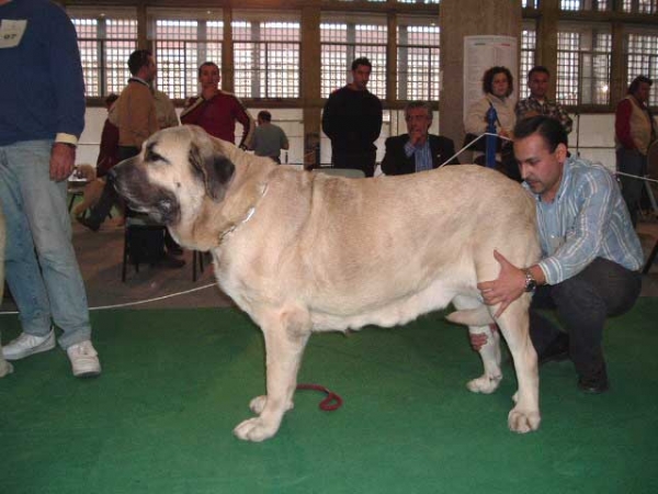 Casandra de Hazas de Cesto: Exc. 2, RCAC - Open Class Females - National show, Cádiz 20.11.2004
(Ch Ulises de Ablanera x Dama de Hazas de Cesto)
Breeder: José Fernando Uslé
Owner: Eduardo Hurtado Esgueva

 

Keywords: 2004 eguretxe