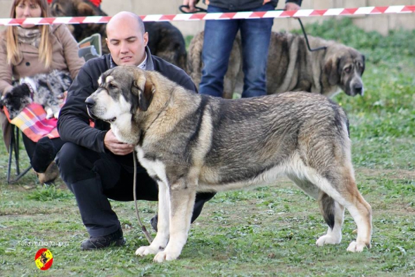 Cataleya de La Filtrosa: Young Class Females - Mansilla de las Mulas 09.11.2014
Palavras chave: 2014