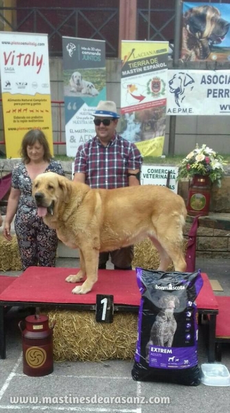 Celosa de Arasanz: EXC 1° Open Class Females - Villablino, Spain 05.08.2017 (AEPME)
Keywords: 2017 arasanz