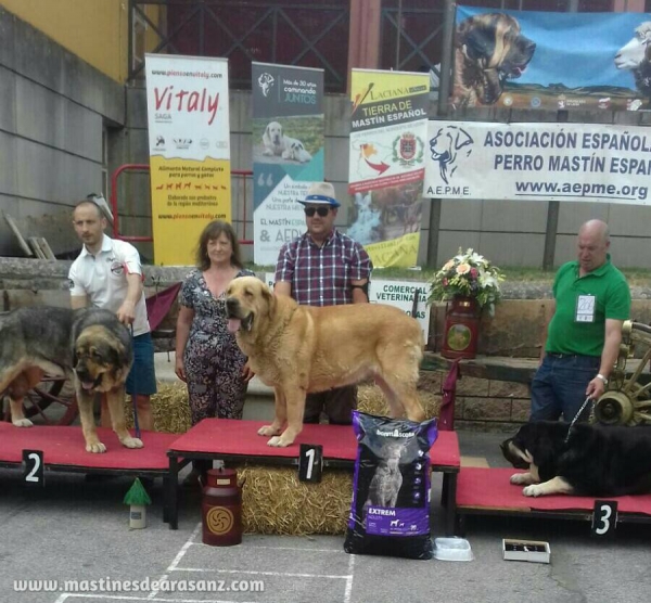 Celosa de Arasanz: EXC 1° Open Class Females - Villablino, Spain 05.08.2017 (AEPME)
Keywords: 2017 arasanz