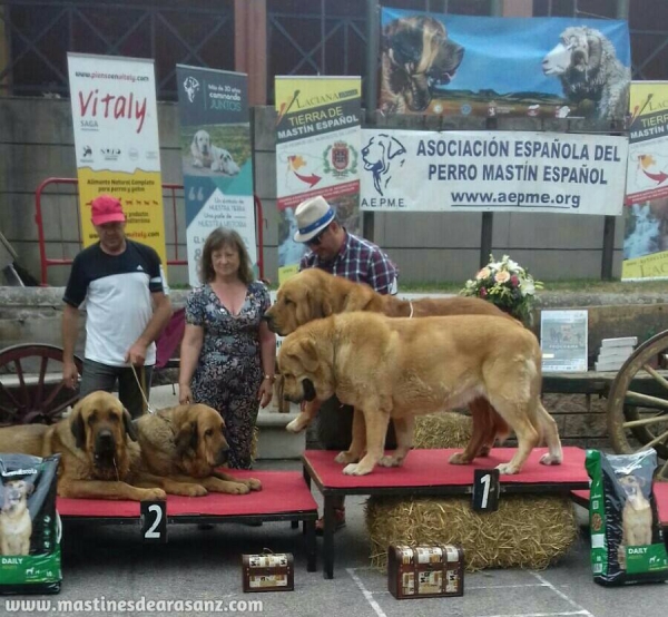 Celosa & Cardenal de Arasanz: EXC 1° Pair Class - Villablino, Spain 05.08.2017 (AEPME)
Keywords: 2017 arasanz