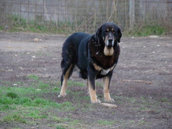 Celsa de Fuente Mimbre - mother of puppies born February 2011
Kennel / Afijo: "FUENTE MIMBRE"
Breeder / Criador: Francisco Torrijos
Tlf. +34 979 72 91 20
Web: http://www.fuentemimbre.com/
email: fuentemimbre@ono.com
Sire /Padre: Cañonero de Fuente Mimbre 
Dam / Madre: Celsa de Fuente Mimbre
Males / Machos: ?
Females / Hembras: ?
Date Born / Fecha Nacidos: ?.2011


Keywords: fuentemimbre