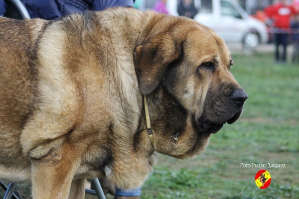 Ch Chiqui - Open Class Females - Mansilla de las Mulas 09.11.2014
Keywords: 2014 autocan