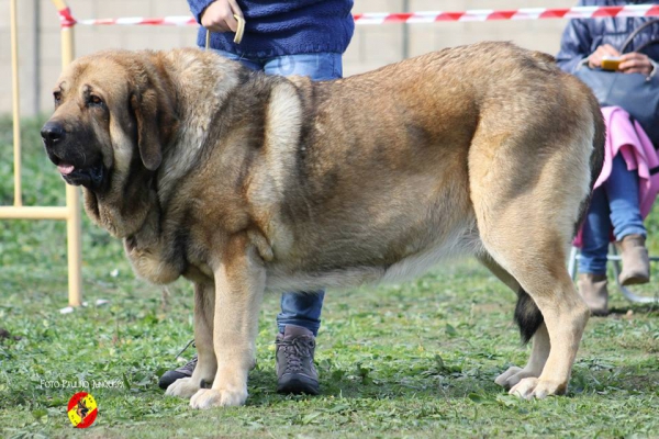 Ch Chiqui - Open Class Females - Mansilla de las Mulas 09.11.2014
Keywords: 2014 autocan