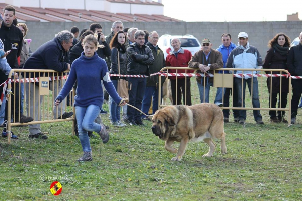 Ch Chiqui - Open Class Females - Mansilla de las Mulas 09.11.2014
Nøkkelord: 2014 autocan