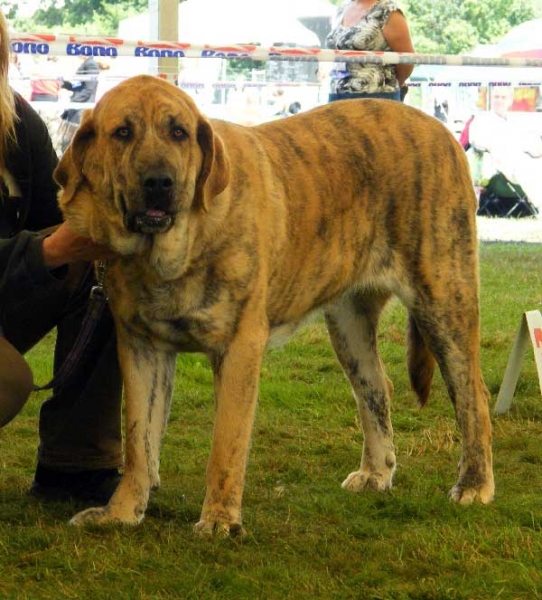 Chanel Zaark Mastibe: Exc.2, res.CAC - Open Class Females, National Show, Mlada Boleslav, 19.07.2009 
(Arak z Kraje Sokolu x Amiga Zazi Bis Mastibe)
Keywords: 2009