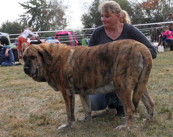 Chanel Zaark Mastibe - Club dog show KMDPP, Rychety, Czech Republic - 04.10.2015
Amiga Zazi Mastibe X Arak z Kraje Sokolu
Born: 22.07.2007 

Keywords: 2015 mastibe veteran veterano