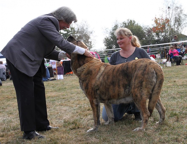 Chanel Zaark Mastibe - Club dog show KMDPP, Rychety, Czech Republic - 04.10.2015
Amiga Zazi Mastibe X Arak z Kraje Sokolu
Born: 22.07.2007 
Keywords: 2015 mastibe veteran veterano