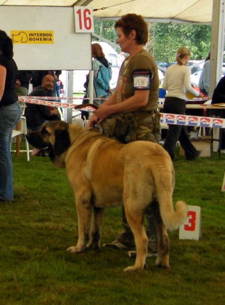 Charon z Kraje Sokolu: VG3 - Young Class Males, National Show, Mlada Boleslav 19.07.2009
Keywords: 2009 sokol