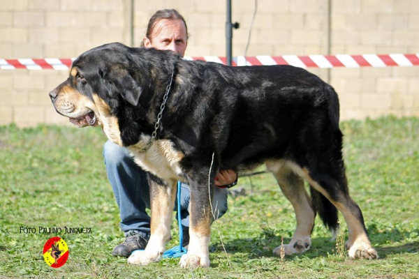 Cheroky de Vega de Rio Miera: Open Class Males - Mansilla de las Mulas, Spain 09.11.2014
Keywords: 2014 riomiera