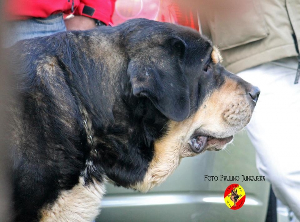 Cheroky de Vega de Rio Miera: Open Class Males - Mansilla de las Mulas, Spain 09.11.2014


Keywords: 2014 riomiera head portrait cabeza