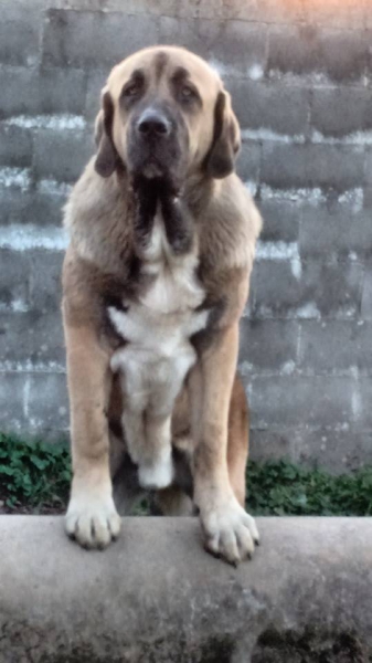 Ciro de Basillón a sus 12 meses
Võtmesõnad: basillon