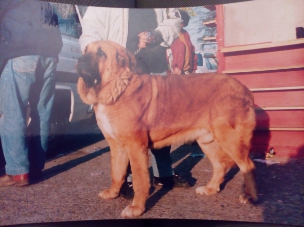 Ciro o Don - hijo de Siroco
