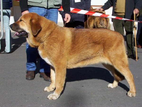 Corada de Los Zumbos
(Salas de Los Zumbos x Serena de Los Zumbos)
 

