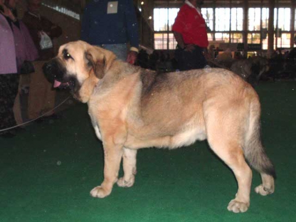 Craso de Montes del Pardo: EXC. 2, Intermediate Class Males - National show, Cádiz 20.11.2004
(Ch. Sony de Montes del Pardo x Florinda de Montes del Pardo) 
Breeder & owner: Sergio de Salas.
 

Trefwoorden: 2004 pardo