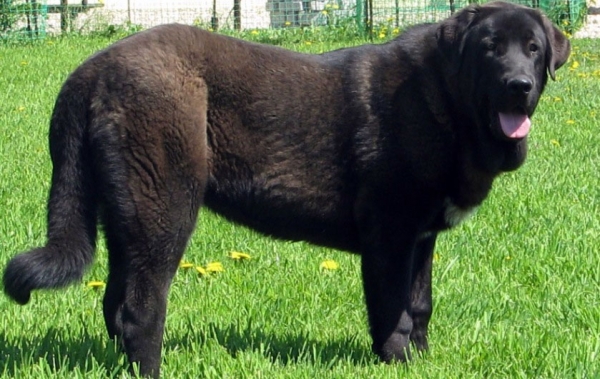 Cueto de Buxionte:­ very promising 2 - Puppy Class Males, The Cup of Pro Pac 2009, Noginsk, 07.06.09 
Klíčová slova: 2009 cortedemadrid