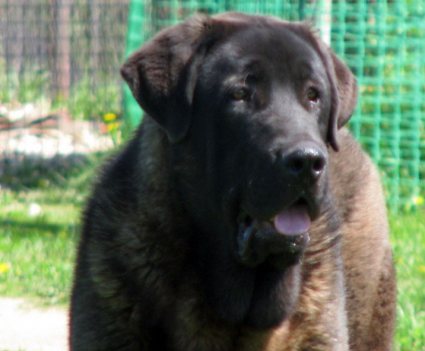 Cueto de Buxionte:­ very promising 2 - Puppy Class Males, The Cup of Pro Pac 2009, Noginsk, 07.06.09 
Keywords: 2009 head portrait cabeza cortedemadrid