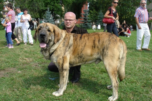 CYPRESS HILL Lu Dareva - Exc I, CWC, BOB - National Dog Show, Rzeszów, Poland - 19.08.2007
(Enamorado Ernesto Mastibe x Franchesca Mastibe)
Born: 01.09.2005


Keywords: 2007 ludareva