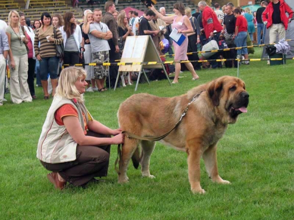 Domenico Beark Cerny Levhart: Exc.1, CAC, CACIB, Best Male in Breed - International show Bialystok 26.08.2007
(Arak z Kraje Sokolu x Belize Cerný Levhart) 
Born: 08.06.2004 
Breeder: Jana Cermakova 
Owner: Iva Jarova 

Keywords: 2007 mastibe