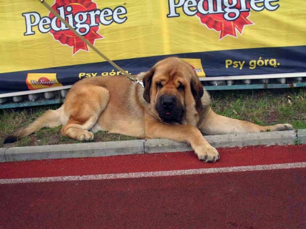 Domenico Beark Cerny Levhart: Exc.1, CAC, CACIB, Best Male in Breed - International show Bialystok 26.08.2007
(Arak z Kraje Sokolu x Belize Cerný Levhart) 
Born: 08.06.2004 
Breeder: Jana Cermakova 
Owner: Iva Jarova 
Keywords: 2007 mastibe